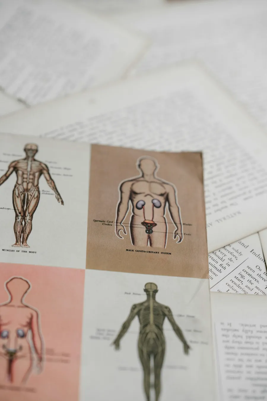 Ilustrații anatomice din manuale medicale vechi
